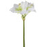 Amaryllis Caprice