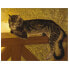 Фото #1 товара Leinwandbild Katze auf Einer Balustrade