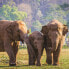 Фото #4 товара Головоломка Colorbaby Elephant 500 Предметы 6 штук 61 x 46 x 0,1 cm