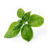 Véritable 3760262511016 - Essbare Pflanze - Basilikum - Nachfüllen - Schnellwachsend (3-5 Wochen)