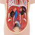 Фото #3 товара Model anatomiczny 3D tułowia człowieka z wyjmowanymi organami