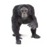 Фото #7 товара Фигурка Safari Ltd Шимпанзе (Chimpanzee Figure) (Фигурки)