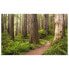 Фото #1 товара Vlies Fototapete Redwood Trail