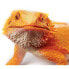 Фото #3 товара SAFARI LTD Bearded Dragon Figure