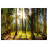 Bild Wald Landschaft Sonnenstrahlen