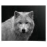 Poster Weißer Wolf Black and White