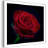 Фото #1 товара Wandbild Rote Rose Blumen Pflanzen Natur