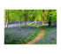 Фото #1 товара Gehen Sie durch den Bluebell Path