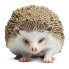SAFARI LTD Hedgehog Figure