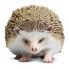 Фото #4 товара SAFARI LTD Hedgehog Figure