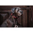 Фото #4 товара Ошеек для собак Kentucky Плетёный нейлоновый ошеек beige L 62 см.