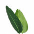 Фото #5 товара Декоративное растение PVC Железо Стрелиция королевская 150 cm