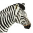 SAFARI LTD Zebra Wildlife Figure