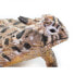 SAFARI LTD Horned Lizard Figure