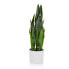 Фото #5 товара Kunstpflanze SANSEVIERIA