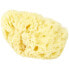 BELLINI Arcipelago Mediterranean Sea Sponge