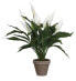 Фото #1 товара Kunstpflanze Spathiphyllum