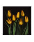 Brian Haslam Yellow Tulips Over Black Canvas Art - 15" x 20"