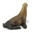 Фото #4 товара Фигурка Safari Ltd Морской Лев Sea Lion Figure (Морские Львы)