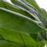 Фото #5 товара Декоративное растение Зеленый 95 cm ручей