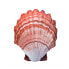 Фото #1 товара GABY The Scallop Orange Medium