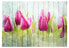 Фото #1 товара Fototapete Tulips on white wood