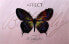 Фото #2 товара Affect Cosmetics Butterfly Makeup Palette