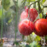 Фото #3 товара Rankhilfe Tomaten 2er Set