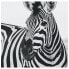 Bilderrahmen Poster Schnauze des Zebras