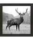 Фото #1 товара Proud Deer Framed Art