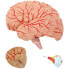 Фото #4 товара Model anatomiczny 3D głowy i mózgu człowieka skala 1:1