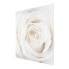 Bild Pretty White Rose II