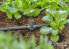 Gardena 13216-20 - Spray nozzle - Drip irrigation system - Plastic - Black - 4.6 mm - 1 pc(s)