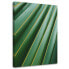 Фото #2 товара Leinwandbild Palme Blätter Pflanze Grün