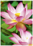 Фото #2 товара Avery Zweckform Avery Premium Inkjet - A4 - 300g - High-gloss - 300 g/m² - Inkjet - A4 - White - 20 sheets