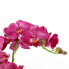 Фото #5 товара Kunstpflanze Phalaenopsis
