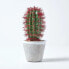 Фото #7 товара Künstlicher Kaktus Denmoza Rhodacantha