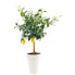 Фото #2 товара Горшок для цветов AUCUNE Top-Vase wei 46cm
