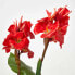 Фото #11 товара Искусственные цветы Homescapes Blumenrohr Kunstpflanze im Topf - Rot 90 см
