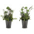Фото #2 товара Декоративное растение 8430852222145 Серый Зеленый Пластик 20 x 41 x 20 cm