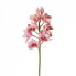 Фото #2 товара Orchidee Cymbidium