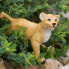 Фото #7 товара SAFARI LTD Baby Lion Figure