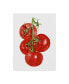 Фото #1 товара Naomi Mccavitt Watercolor Veggie IV Canvas Art - 20" x 25"