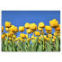 Фото #3 товара Leinwandbild Tulpen Blumen Natur