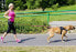 Фото #2 товара Поводок для собак Dingo с тащnistorm и 2 карабинами дл. 170 см - 14698