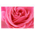 Фото #1 товара Vliestapete Lustful Pink Rose