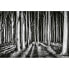 Фото #1 товара Fototapete Ghost Forest