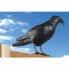 Repeller EDM Birds Crow polypropylene 36 x 13 x 18 cm