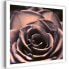 Фото #1 товара Wandbild Rose Rosa Blumen Pflanzen