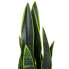 Фото #4 товара Kunstpflanze SANSEVIERIA